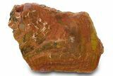 Colorful, Polished Petrified Wood (Araucarioxylon) - Arizona #371667-1